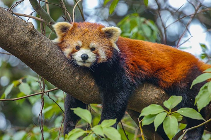Новый друг Uniview – красная панда из Нанкинского зоопарка Хуншань