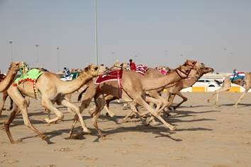 Гром древних песков: скачки верблюдов Египта с Uniview